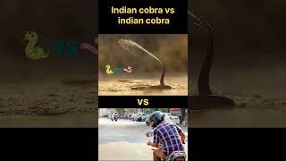 Indian cobra  vs Indian cobra #two type of cobra #kingcobra #cobra #vimal #snake