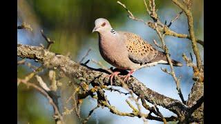 European turtle dove Streptopelia turtur