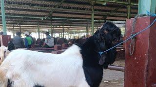 LIVE KAMBING JUMBO DI PASAR KUDUS