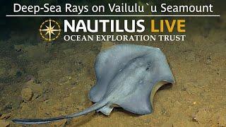 Deep-Sea Rays on Vailulu’u Seamount  Nautilus Live