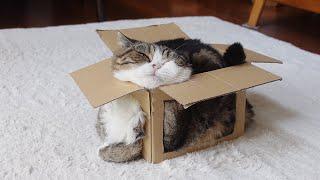 通気性抜群な箱で溶け過ぎなねこ２。-Overmelted Maru in the Excellent Breathable Box 2.-