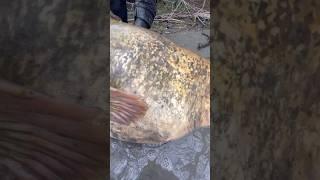 Fetter goldener Waller #shortvideo #shorts #short #fishing