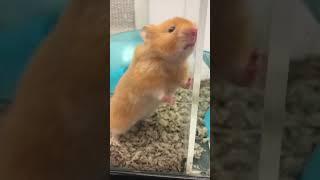Cute Little Pet Hamster  Theekholms