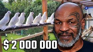 Майк Тайсон дал $2000000 голубям Двухчубые голуби. Tauben. Pigeons. Palomas. Pombos. 비둘기.