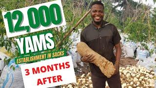 COMMERCIAL YAM FARMING IN SACKS  Step by step process how to plant yam in bags 12000 yams in sack