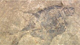 Экскаваторщик нашёл окаменелости возрастом 60 млн лет новости