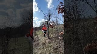 Cutting down a dry tree with Stihl Fs 560- C with 225 mm circular saw blade.