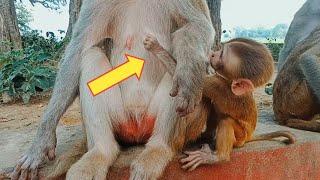Hungry baby monkey trying milk your mother