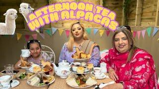 Afternoon Tea And Feeding Alpacas  Special Treat for Mum  #reflexion #viralvideo #sunnyday