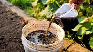 Enrich Your Soil for 1000 YEARS with This ONE Ingredient Activated Biochar