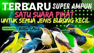 SUARA PIKAT Burung Kecil PALING AMPUH  Satu Pikat Untuk SEMUA JENIS BURUNG KECIL