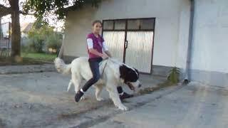 riding dog a horse