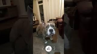 Cute Dog Reacts To Google Nest Chicken Sound  #Dog #shorts