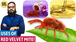 Beer Bahuti Zafran Se Bethar Intakhab? Red Velvet Mite Uses  Dr. Ibrahim