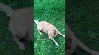 Tia Loves Rolling Around In The Grass. #cute #dog #goldenretriever