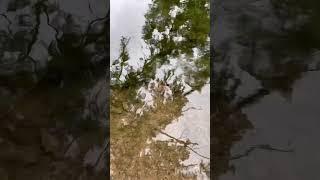 Краб  в озере парк Сармьенто Кордоба  Аргентина 