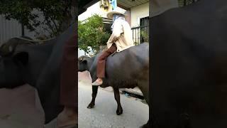 kalabaw ni manong #shortvideo #shortsviral #shortyoutube #shorts