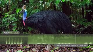 Cassowary Sound & Calls - The deep growls & rumbles of a Southern Cassowary