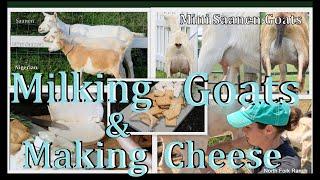 Making Goat cheese & Milking goats #goat  #goatcheese #cheese  #milkgoats #farming #animals #kids