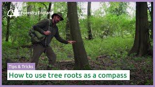 How to use tree roots as a compass  Navigate using nature