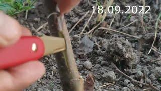 Grafting of Apple trees in autumn  Grafting of Apple Trees in Autumn