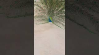 after few  #youtubeshorts #peacocklove #peacockdance #viral #youtuber #birdsoundvideo #peacock