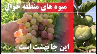 باغ میوه  منطقه خوال جاغوری  افغانستان  Afghanistan