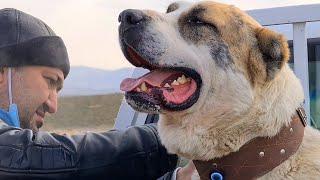 едем заниматься Туран и юный собаковод Туркмении turkmen alabay  - loads for dogs Alabai