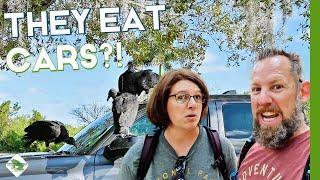 Everglades National Park in One Day  Things To Do Near Miami  RV Life