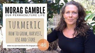 Turmeric How to Grow Harvest Use and Store with Morag Gamble