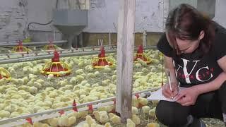 Process brood 12000 baby Chicks on the Poultry Farm