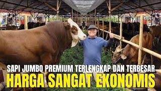 LAPAK SAPI QURBAN JUMBO PREMIUM HARGA EKONOMIS TERLENGKAP TERBESAR DITANGERANG UD SAPI BAROKAH ABADI