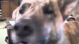 Talking Dog Freaks Out About Bacon