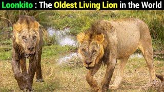 Meet The 19yrs Old Lion Loonkito  The Oldest  Wild Lion in the World