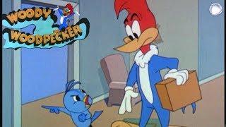 Woody Woodpecker in The Tenants Racket  A Walter Lantz Production