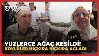 Yüzlerce ağaç kesildi yürek dayanmadı köylüler hıçkıra hıçkıra ağladı