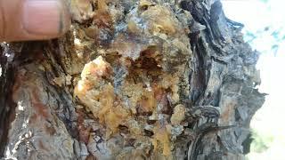 Çam sakızı çam ağacı sakızının faydaları yararları nelerdir