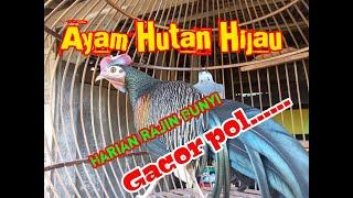 Ayam hutan hijau jantan gacor di belakang rumah