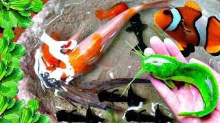 Unboxing Ikan Cupang Ikan Koki Guppy Ikan Lele Ikan Hias Ikan Channa Ikan Memphis Glofish