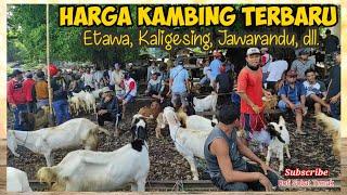 Harga Kambing Etawa Kaligesing Jawa Randu Di Pasar Hewan Rogojampi Banyuwangi Jawa Timur