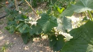 İpe agdirilan salatalık bitkisi dökümü oturdu köyde tarım videoları