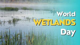 World Wetlands Day - Why Wetlands are Important