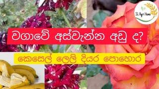 කෙසෙල් ලෙලි දියර පොහොර  Banana peel fertilizer  kesel leli diyara pohora #sl agri home #bnana peel