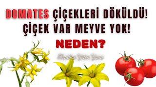 Domatesim Neden Çiçek Döküyor? Domates Meyve Tutmuyor Neden? #köyhayatı #doğaltarım