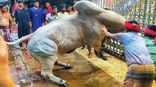 Biggest Angry Brahman Bull Kurbani at Puran Dhaka 2023• পুরান ঢাকার ব্রাহমা গরু কোরবানি • Cow Lovers