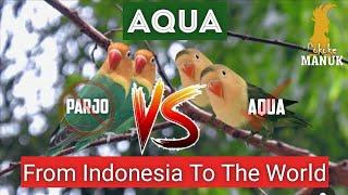 Lovebird Aqua  Aqua Agapornis Fischeri  From Indonesia To The World