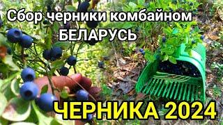 СБОР ЧЕРНИКИ комбайном в Беларуси. ЧЕРНИКА 2024