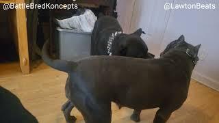 PLAY TIME BATTLE BRED K9S REAPER LAWTON 10 MONTHS AND BPKRS KARISMA T.A.P XUMA LAWTON-HIS MOM