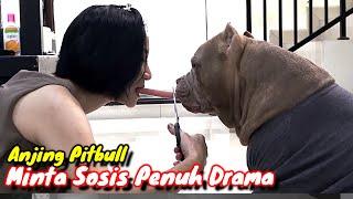 PENUH DRAMA  Anjing Pitbull Pura Pura Ngambek Biar Dapat Sosis  Anjing Lucu #hewiepitbull