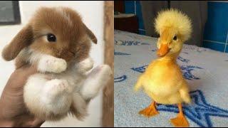 Cute Baby Animals Videos Compilation  Funny and Cute Moment of the Animals #19 - Cutest Animals